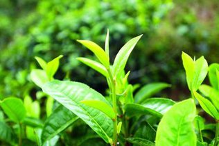 绿茶 笫2部分：大叶种绿茶 GB/T 14456.2-2008