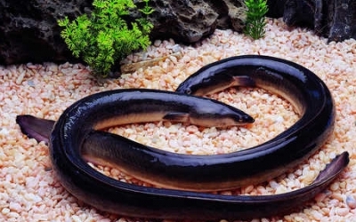 日本强化对中国产养殖鳗鱼二甲戊灵的监控检查