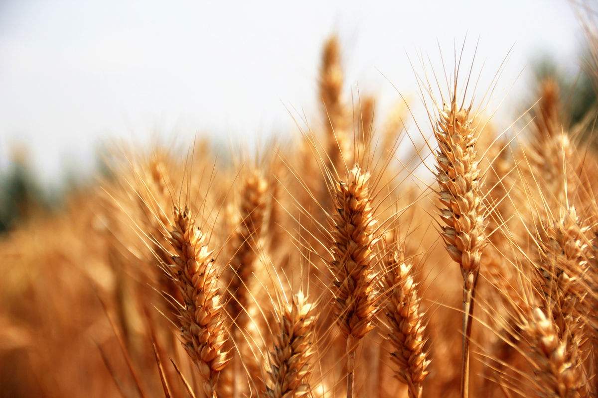 小麦价格逐步回稳 优质优价特征将更加突出
