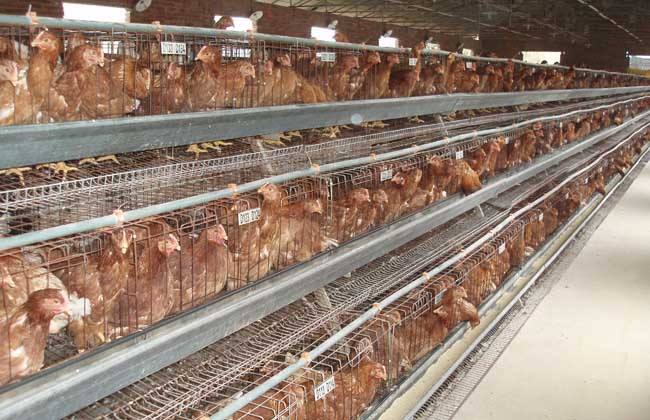 2019年蛋鸡存栏量或将增加 拉低蛋价