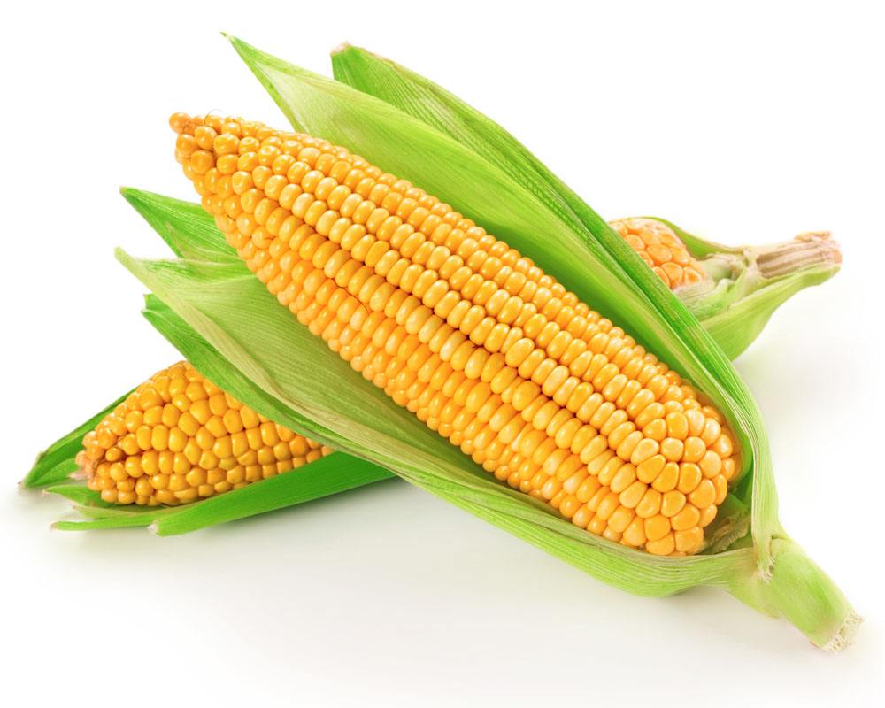 玉米、大豆补贴政策逐渐明晰 今年行情如何？